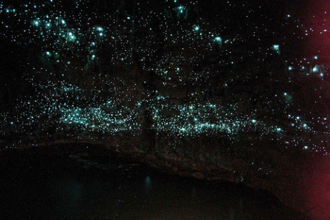 glowworm-heaven.jpg